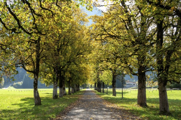 Autumn atmosphere, avenue with autumn-colored sycamore trees, near Renksteg, Oberstdorf, Oberallgäu, Allgäu, Bavaria, Germany