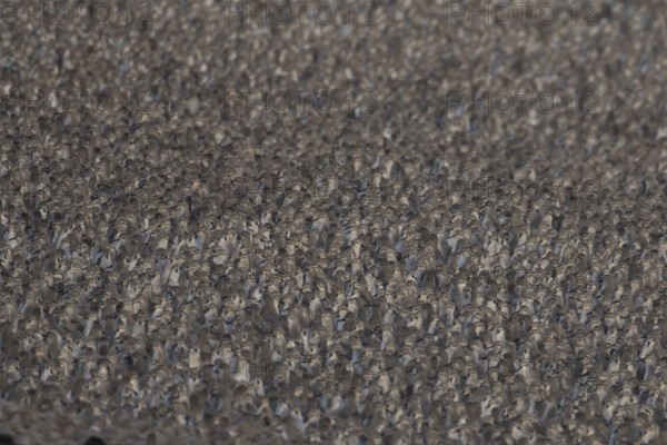 Red Knot (Calidris canutus) adult wading birds at high tide on a coastal shingle ridge, RSPB Snetisham nature reserve, Norfolk, England, United Kingdom