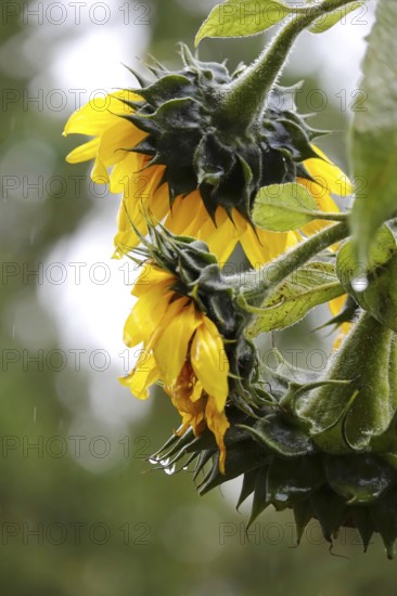 Sunflower with raindrops, rainy weather, Germany