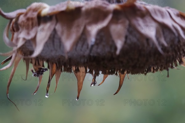 Sunflower with raindrops, rainy weather, Germany