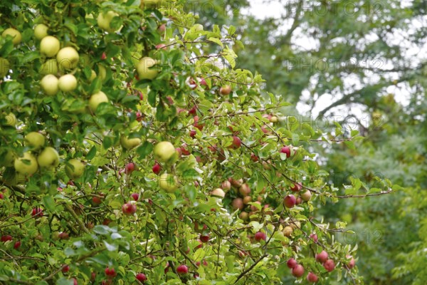 Apple tree with ripe apples, September, Germany