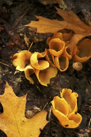 Beecherlinge in the forest, autumn time, Germany