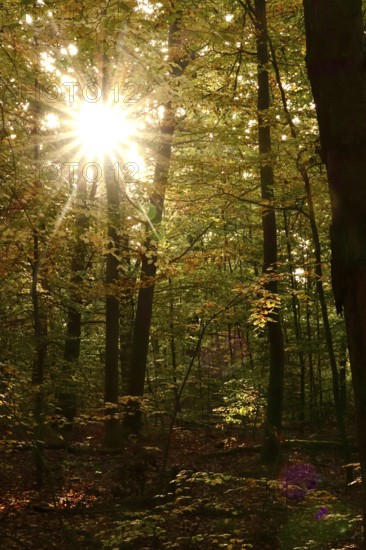Trees in forest with autumn sun, October, Germany
