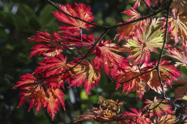 Adenhut leaf maple (Acer japonicum aconitifolium), autumn leaves, Emsland, Lower Saxony, Germany