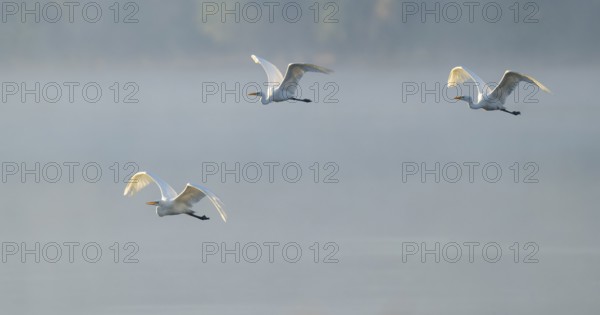 Great egret (Ardea alba), three herons flying over a lake in warm, orange morning light, Lower Saxony, Germany