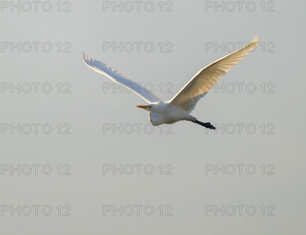 Great egret (Ardea alba) in flight, in warm, orange morning light, Lower Saxony, Germany