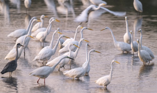 Great egret (Ardea alba), many herons and a gray heron (Ardea cinerea) stand in the shallow water zone of a lake, reddish colored water from early morning light, Lower Saxony, Germany