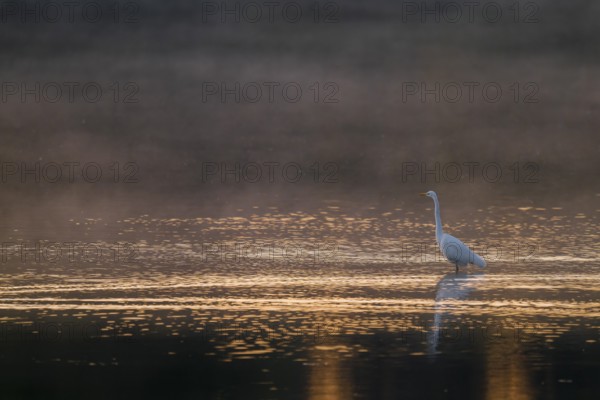 Great egret (Ardea alba) stands in warm, orange morning light in the shallow water zone of a lake, clouds of fog over the water, Lower Saxony, Germany