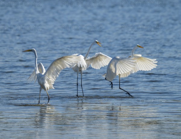 Great egret (Ardea alba), three herons fighting in the shallow water zone of a lake, dispute, blue water, Lower Saxony, Germany