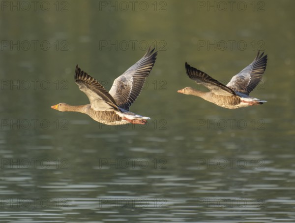Grey goose (Anser anser), two gray geese flying over a body of water in early warm morning light, Lower Saxony, Germany