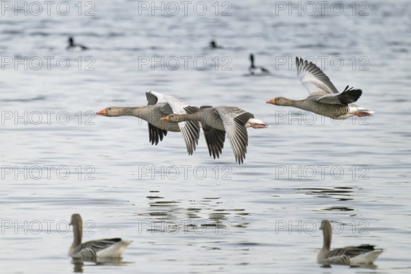 Grey goose (Anser anser), gray geese flying over a body of water, Lower Saxony, Germany