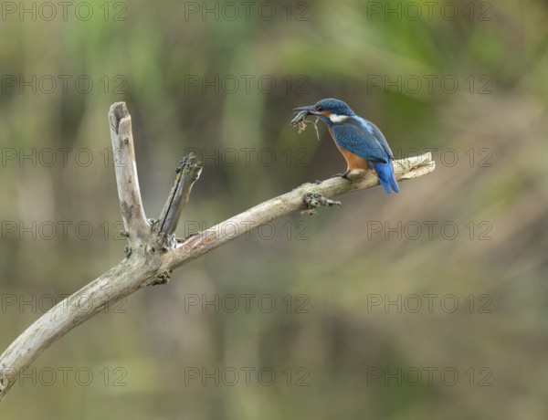 Kingfisher (Alcedo atthis) sitting on a branch, sitting room, with captured prey frog (Rana) in its beak, Lower Saxony, Germany