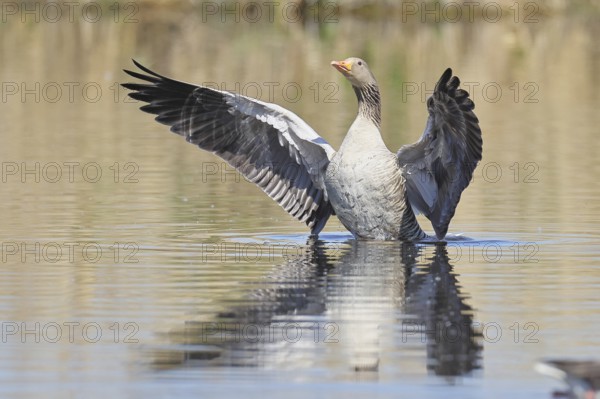 Greylag goose (Anser anser), flapping its wings on a pond, Wagbachniederung nature reserve, Waghäusel, Baden-Württemberg, Germany