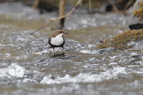 White-throated Dipper (Cinclus cinclus) standing with prey on a stone in the middle of a stream, the only native songbird that can also dive, wildlife, native nature, Wilnsdorf, North Rhine-Westphalia, Germany