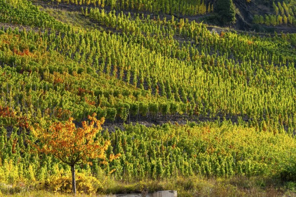 Vineyards in autumn in the central Ahr valley, near Altenahr, Rhineland-Palatinate