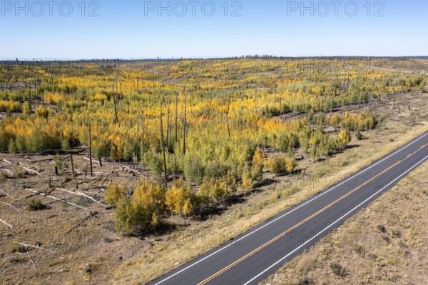 Jacob Lake, Arizona - Aspens show their brilliant fall colors as they revegetate the area burned by the Warm Fire in 2006. That wildfire burned 60, 000 acres north of the Grand Canyon in Kaibab National Forest