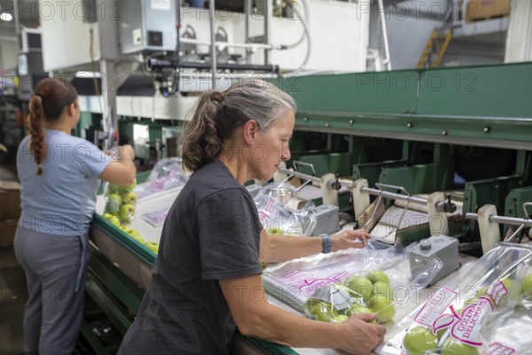 Berrien Springs, Michigan - Fresh apples are sorted and packed at Hildebrand Fruit Farms. Michigan is the second-largest grower of apples in the United States