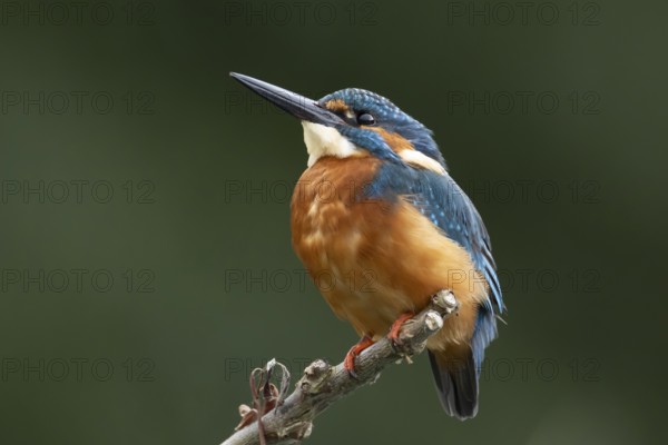 Common kingfisher (Alcedo atthis) adult male bird on a tree branch, England, United Kingdom