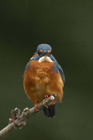 Common kingfisher (Alcedo atthis) adult male bird on a tree branch, England, United Kingdom