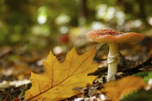 Fairytale toadstool, autumn, Germany