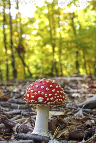 Fairytale toadstool, autumn, Germany