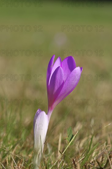 Autumn crocus (Colchicum autumnale), half-opened flowers in a meadow, endangered, protected poisonous plant species, native nature, wet meadow, autumn messenger, season, autumn, bulbous plant, poisonous plant, Wilnsdorf, North Rhine-Westphalia, Germany