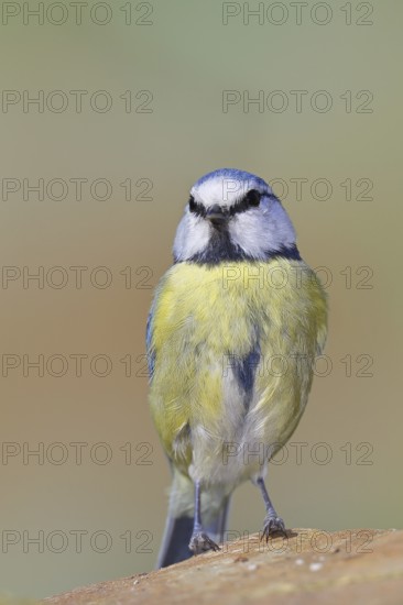 Blue tit (Parus caeruleus), sitting on a stone on the forest floor, Wilnsdorf, North Rhine-Westphalia, Germany