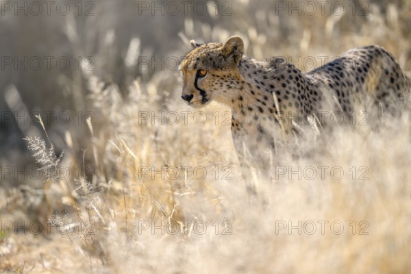 Cheetah (Acinonyx jubatus) at the Field Conservation Centre and Reserve of the Cheetah Conservation Fund (CCF), Elandsvreugde Farm, near Otjiwarongo, Otjozondjupa Region, Namibia