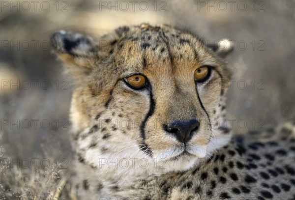 Cheetah (Acinonyx jubatus) at the Field Conservation Centre and Reserve of the Cheetah Conservation Fund (CCF), portrait, Elandsvreugde Farm, near Otjiwarongo, Otjozondjupa Region, Namibia