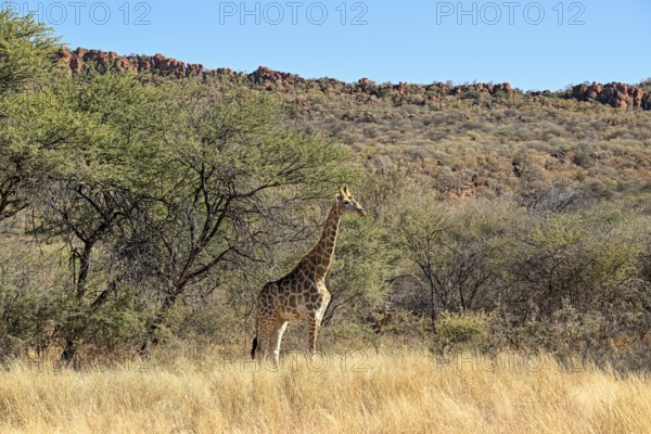 Angola giraffe (Giraffa camelopardalis angolensis) at the foot of the Waterberg, Otjozondjupa region, Namibia