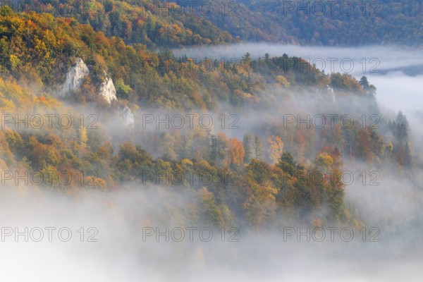 View from the Knopfmacherfelsen into the Danube valley, limestone rock, rock face, mixed forest, autumn colours, fog, autumn, Fridingen, Danube valley, Upper Danube nature park Park, Baden-Württemberg, Germany