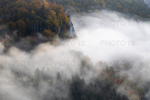 View from the Knopfmacherfelsen into the Danube valley, mixed forest, autumn colours, fog, autumn, Fridingen, Danube valley, Upper Danube nature park Park, Baden-Württemberg, Germany