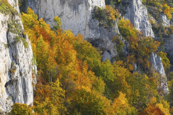 Rock face with mixed forest in autumn colours, limestone rock, autumn, Schaufelsen Donautal, Naturpark Obere Donau, Baden-Württemberg, Germany