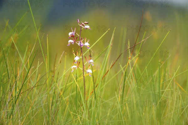Orchid (Eulophia angolensis Rchb.f. Summerh.) in Mabamba Swamp, Lake Victoria, Uganda
