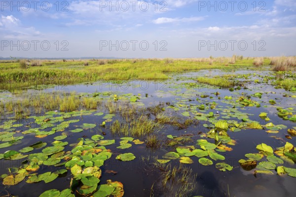Water lilies (Nymphaeaceae), landscape at Mabamba Swamp, Lake Victoria, Uganda