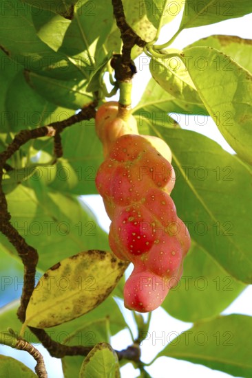 Fruits of the magnolia, September, Germany