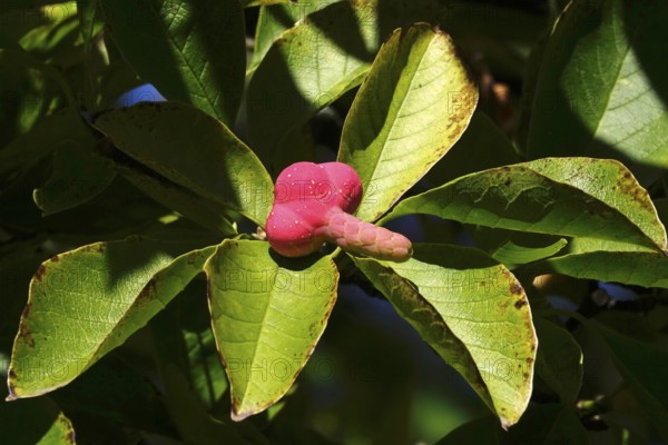 Fruits of the magnolia, September, Germany