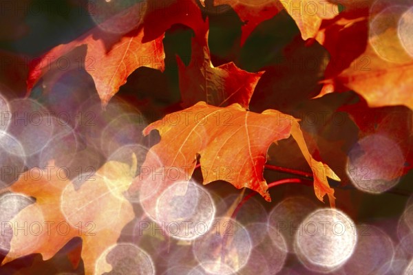 Autumn leaves with beautiful bokeh, October, Germany