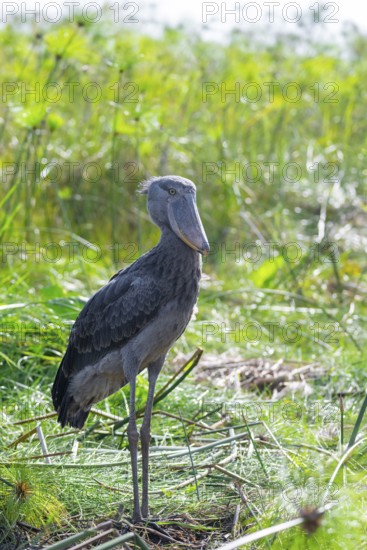 Shoebill (Balaeniceps rex) in the swamps of Mabamba between Papyrus, Lake Victoria, Uganda