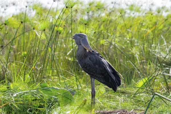 Shoebill (Balaeniceps rex) in the swamps of Mabamba between Papyrus, Lake Victoria, Uganda