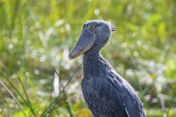 Shoebill (Balaeniceps rex) in the swamps of Mabamba, Lake Victoria, Uganda