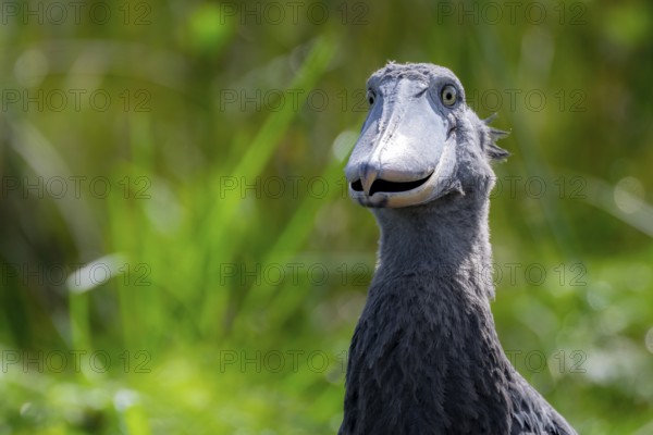 Funny animal portrait, shoebill (Balaeniceps rex) in the swamps of Mabamba, Lake Victoria, Uganda