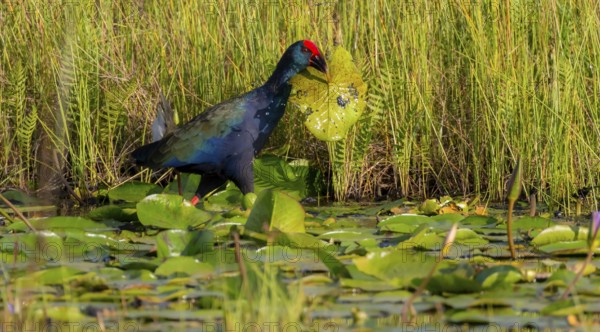 Emerald partridge (Porphyrio madagascariensis), walking on water lily pads, foraging, Mabamba Swamp, Lake Victoria, Uganda