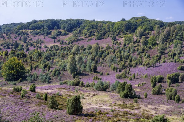 Purple flowering heath, broom heather and juniper bushes, in Totengrund, Wilsede, Lüneburg Heath nature reserve, Lower Saxony, Germany