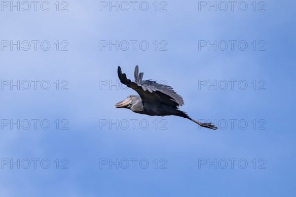 Shoebill (Balaeniceps rex) in flight, bird in the sky, Mabamba, Lake Victoria, Uganda