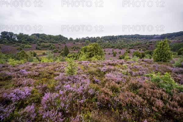 Purple flowering heath, broom heather and juniper bushes, Lüneburg Heath nature reserve, Lower Saxony, Germany
