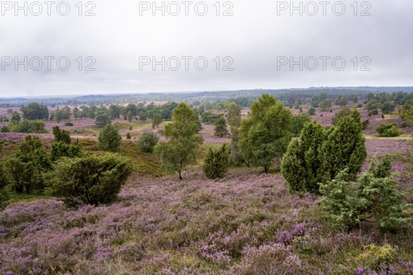 Purple flowering heath, broom heather and juniper bushes, Wilseder Berg, Lüneburg Heath nature reserve, Lower Saxony, Germany