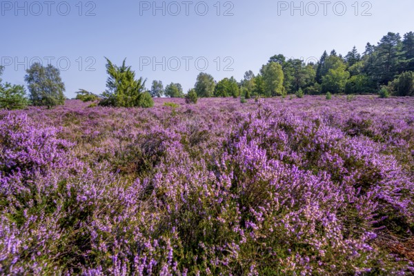 Purple flowering heath, heather and juniper bushes, Lüneburg Heath nature reserve, Lower Saxony, Germany