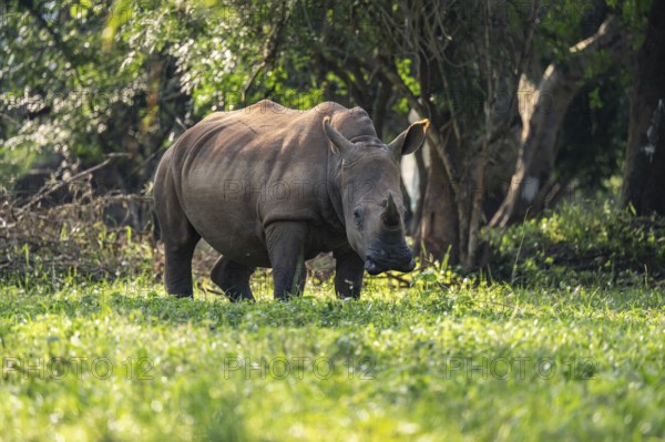 Southern white rhinoceros (Ceratotherium simum simum), Ziwa Rhino Sanctuary, Uganda