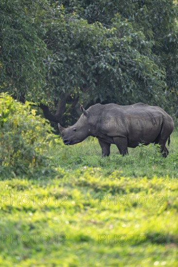 Southern white rhinoceros (Ceratotherium simum simum), Ziwa Rhino Sanctuary, Uganda